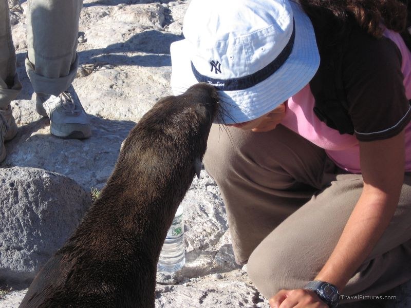 sea lion curious baby Galapagos pinniped yankees